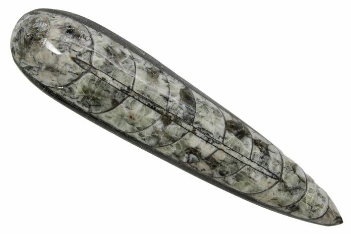 Polished Fossil Orthoceras (Cephalopod) - Morocco #363827